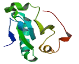 Thioredoxin Related Transmembrane Protein 1 (TMX1)