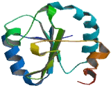 Thioredoxin Related Transmembrane Protein 2 (TMX2)