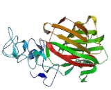 Thrombospondin 4 (THBS4)