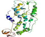 Thromboxane Receptor (TP)