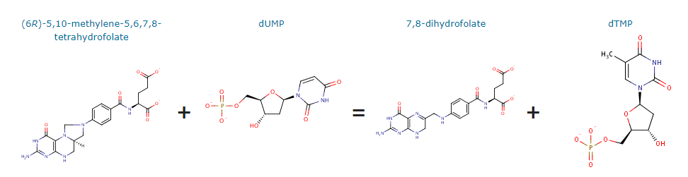 Thymidylate Synthase ThyA (TS)