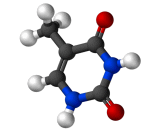 Thymine (Thy)