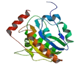 Thymine DNA Glycosylase (TDG)