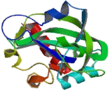 Thymocyte Nuclear Protein 1 (THYN1)