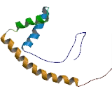 Thymus High Mobility Group Box Protein 2 (TOX2)