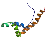 Thymus High Mobility Group Box Protein 3 (TOX3)