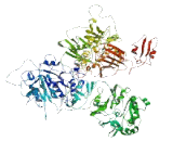 Thyroid Adenoma Associated Protein (THADA)