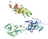 Thyroid Hormone Receptor Interactor 11 (TRIP11)