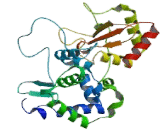 Thyroid Hormone Receptor Interactor 12 (TRIP12)