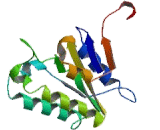 Thyroid Hormone Receptor Interactor 13 (TRIP13)