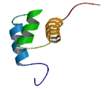 Thyroid Transcription Factor 1 (TITF1)