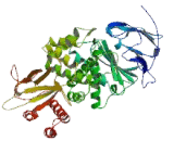 Thyrotropin Releasing Hormone Degrading Enzyme (TRHDE)