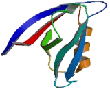 Tight Junction Protein 1 (TJP1)