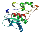 Tolloid Like Protein 2 (TLL2)