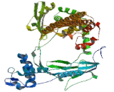 Topoisomerase I (TOP1)