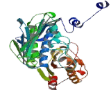 Topoisomerase II (TOP2)