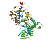 Topoisomerase III Beta (TOP3b)