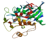 Tousled Like Kinase 2 (TLK2)