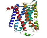 Trace Amine Associated Receptor 4 (TAAR4)