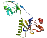 Trafficking Protein Particle Complex 4 (TRAPPC4)