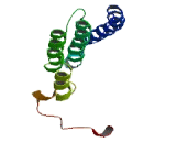 Transcription Elongation Factor A Like Protein 3 (TCEAL3)