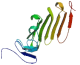 Transcription Elongation Factor A Like Protein 5 (TCEAL5)