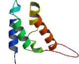 Transcription Elongation Factor B Polypeptide 3C Like Protein 2 (TCEB3CL2)