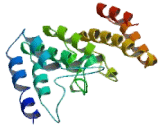 Transcription Factor AP2 Delta (TFAP2d)