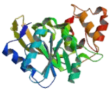 Transcription Factor B1, Mitochondrial (TFB1M)