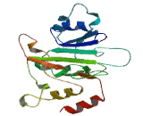 Transcription Factor B2, Mitochondrial (TFB2M)