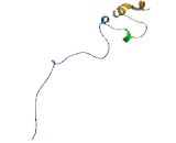 Transcription Factor CP2 (TFCP2)