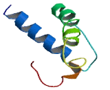 Transcription Factor Like Protein 5 (TCFL5)