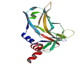 Transcription Factor T (TFT)