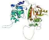 Transcription Termination Factor, RNA Polymerase II (TTF2)