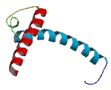 Transcription factor 24 (TCF24)