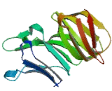 Transducin Beta like 1, X-Linked Receptor 1 (TbL1XR1)