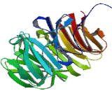 Transducin Like Enhancer Of Split 1 (TLE1)