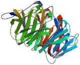 Transducin Like Enhancer Of Split 2 (TLE2)