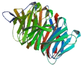 Transducin Like Enhancer Of Split 3 (TLE3)