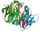 Transducin Like Enhancer Of Split 4 (TLE4)