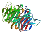 Transducin Like Enhancer Of Split 6 (TLE6)