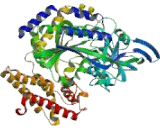 Transferrin Receptor (TFR)