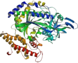 Transferrin Receptor 2 (TFR2)