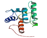 Transgelin 2 (TAGLN2)