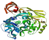 Transglutaminase 4, Prostate (TGM4)