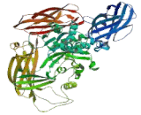 Transglutaminase 5 (TGM5)