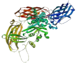 Transglutaminase 6 (TGM6)