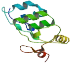 Transient Receptor Potential Cation Channel Subfamily C, Member 1 (TRPC1)