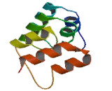 Transient Receptor Potential Cation Channel Subfamily C, Member 5 (TRPC5)