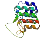 Transient Receptor Potential Cation Channel Subfamily C, Member 6 (TRPC6)